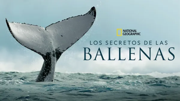 thumbnail - Los secretos de las ballenas