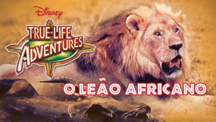 thumbnail - O Leão Africano