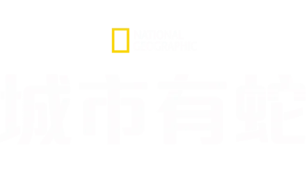 城市有蛇