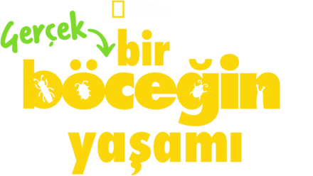 Gerçek Bir Böceğin Yaşamı