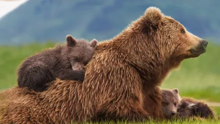 Disneynature Bears