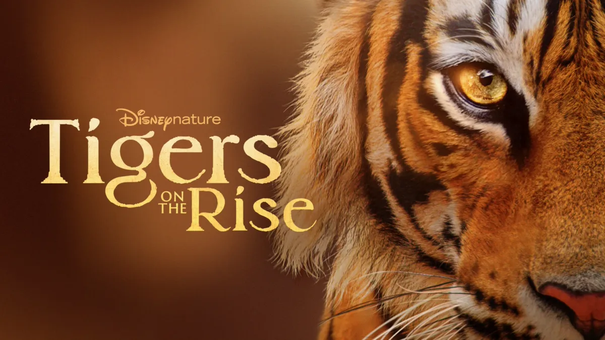 Watch Tigers on the Rise | Disney+