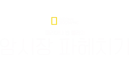 마리아나 반 젤러의 암시장 파헤치기