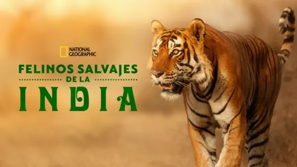 thumbnail - Felinos salvajes de la India