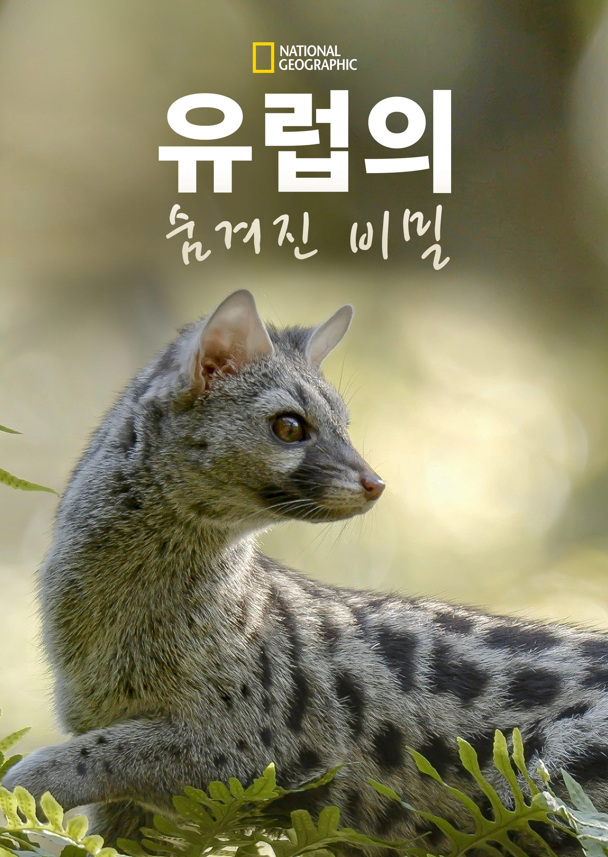 유럽의 숨겨진 비밀