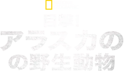 目撃！アラスカの野生動物