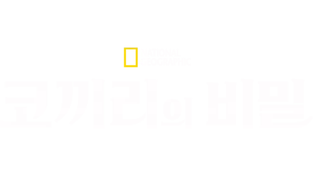 코끼리의 비밀