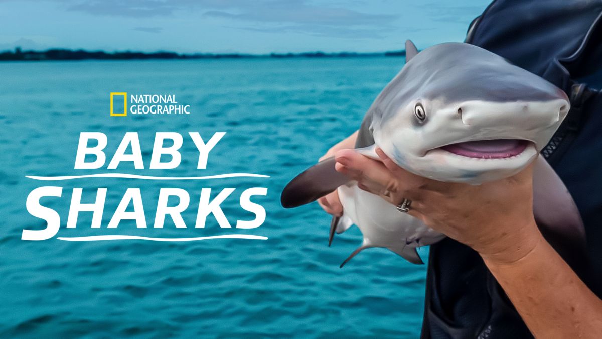 how do sharks have babies