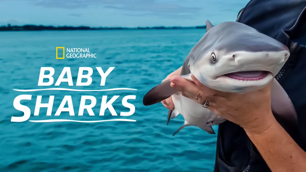 Watch Baby Sharks Streaming Online