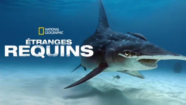 thumbnail - Étranges requins