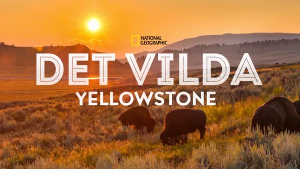 thumbnail - Det vilda Yellowstone