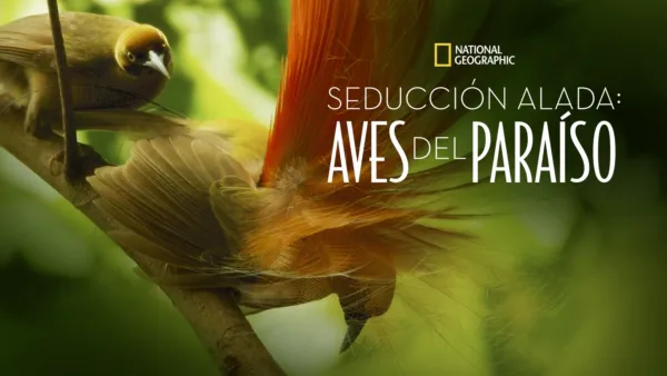 thumbnail - Seducción Alada: Aves del Paraíso