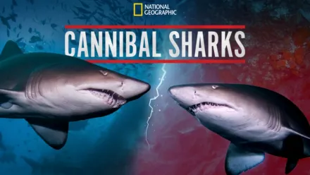 Watch National Geographic Sharks | Disney+