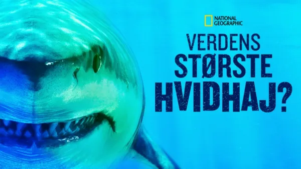 thumbnail - Verdens største hvidhaj?