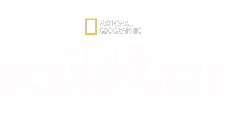 Vita da scimpanzé