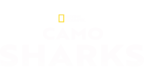 Camo Sharks