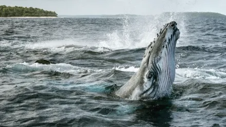 Los secretos de las ballenas