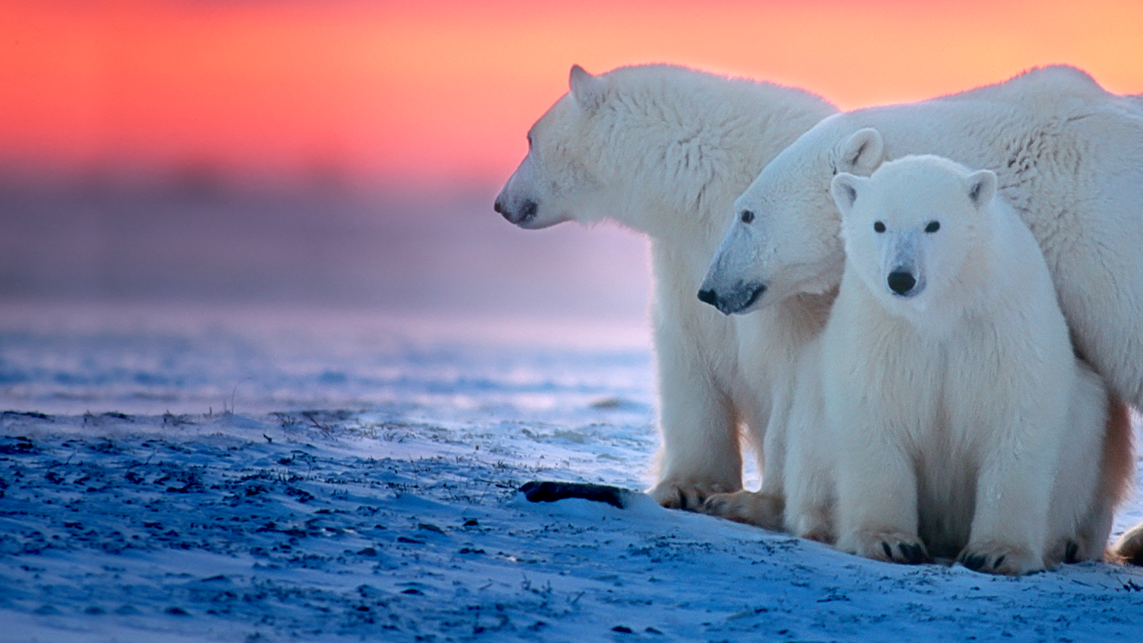 Kingdom of the Polar Bears