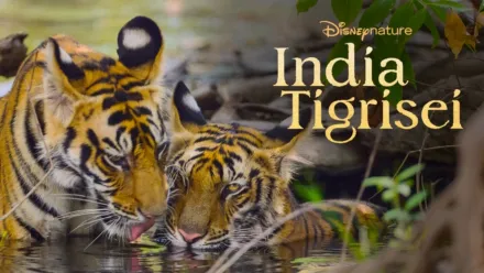 thumbnail - India tigrisei