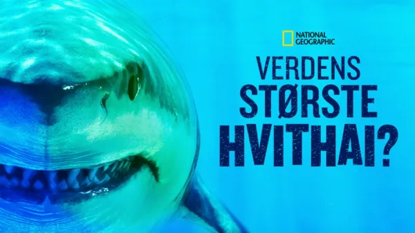 thumbnail - Verdens største hvithai?