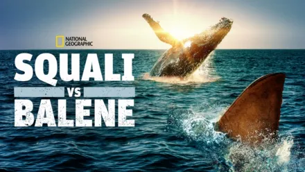 thumbnail - Squali Vs Balene