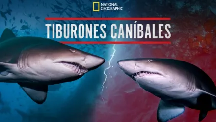 thumbnail - Tiburones caníbales