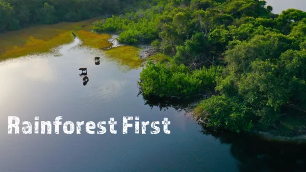 thumbnail - Rainforest First: Climate Protection in Central Africa