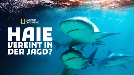thumbnail - Haie - Vereint in der Jagd?