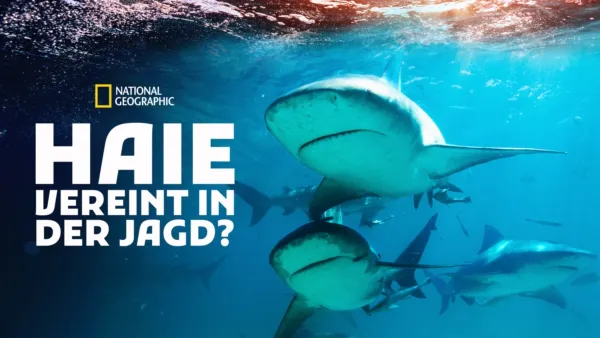 thumbnail - Haie - Vereint in der Jagd?