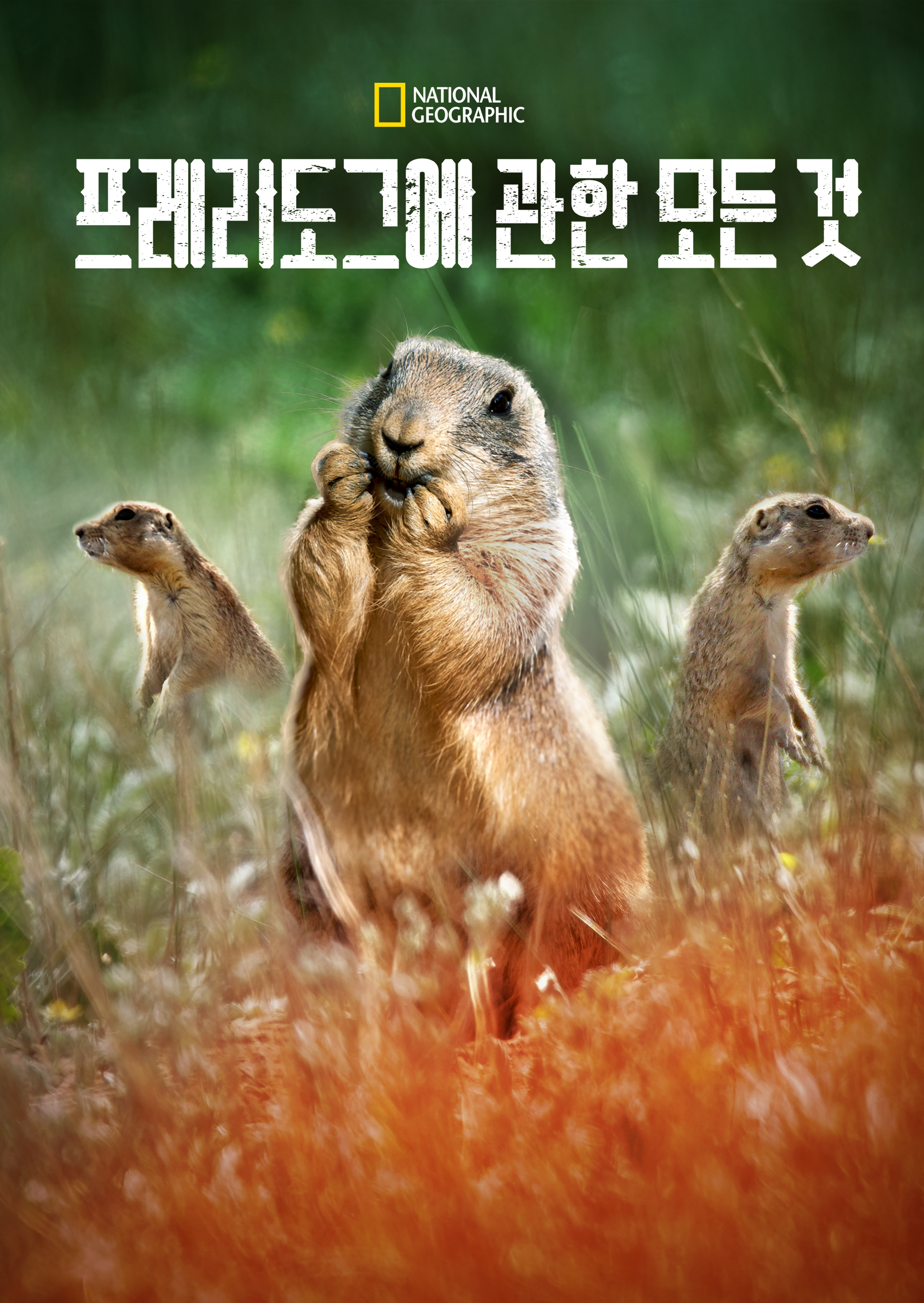 프레리도그에 관한 모든 것