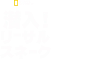 潜入！リーサル・スネーク