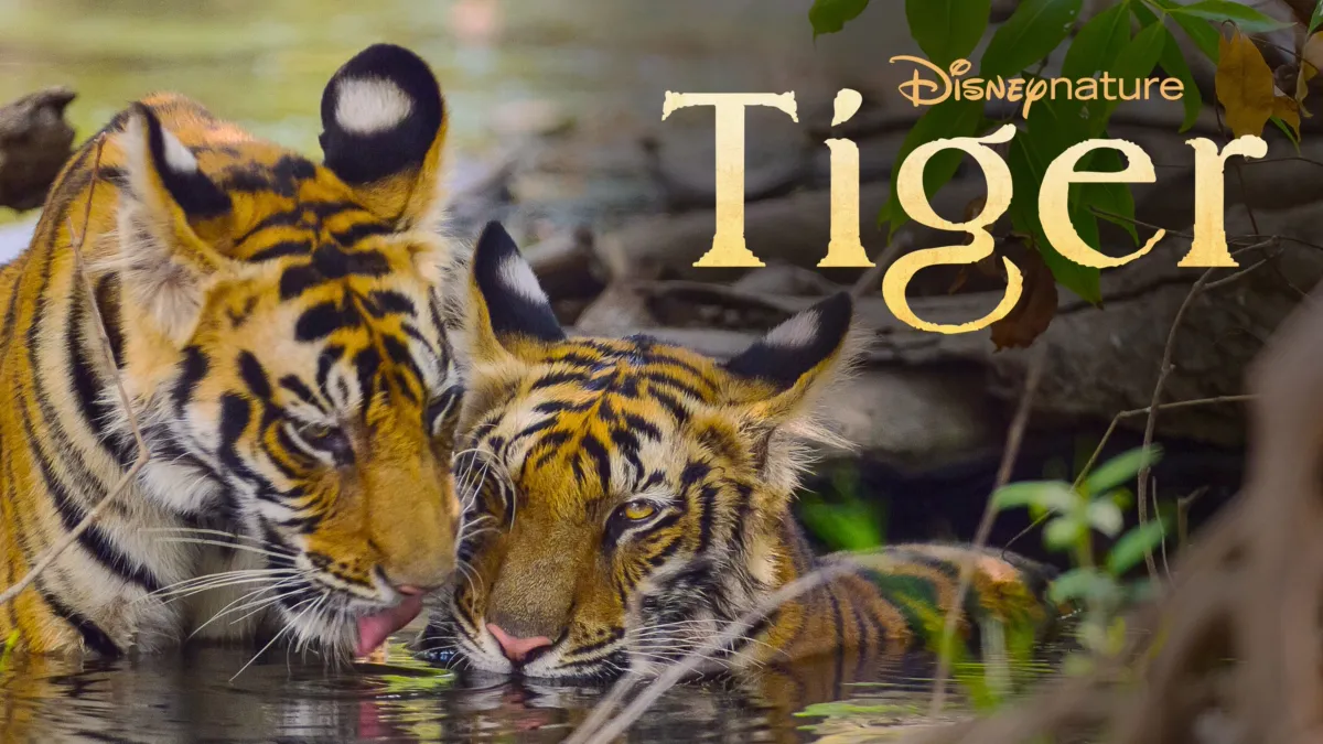 Watch Tiger | Disney+