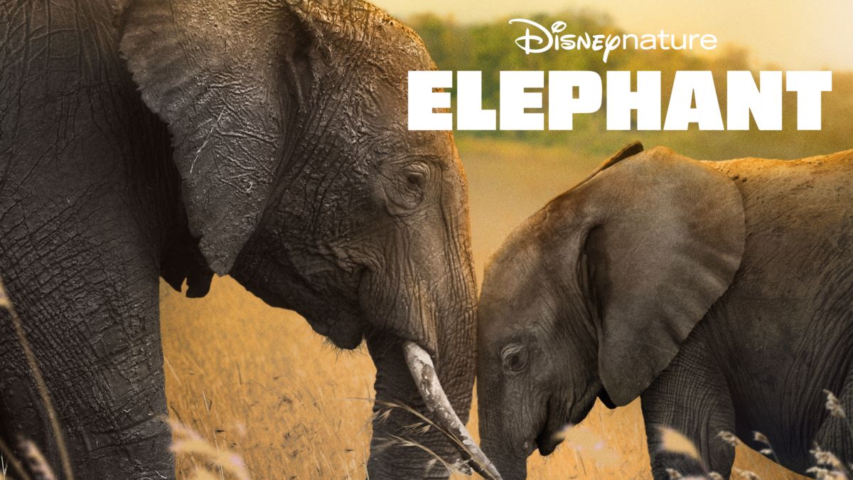 Elephant | Disney+