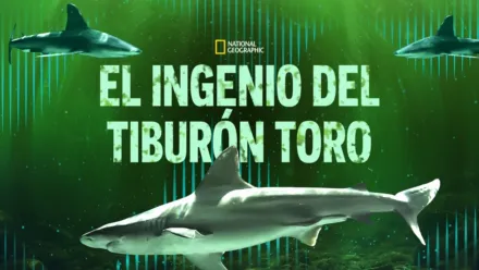 thumbnail - El ingenio del tiburón toro