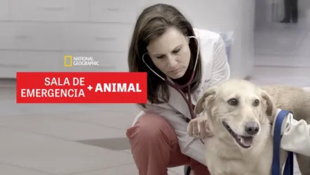 thumbnail - Sala de Emergencia Animal