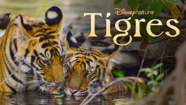 Regarder Tigres le making of Disney+