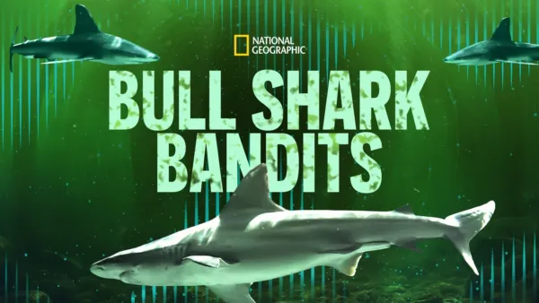 thumbnail - Requins en bandes organisées