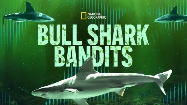Watch Bull Shark vs. Hammerhead | Disney+