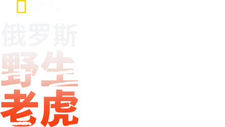 俄罗斯野生老虎