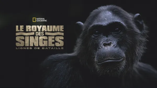 thumbnail - Le royaume des singes: Lignes de bataille