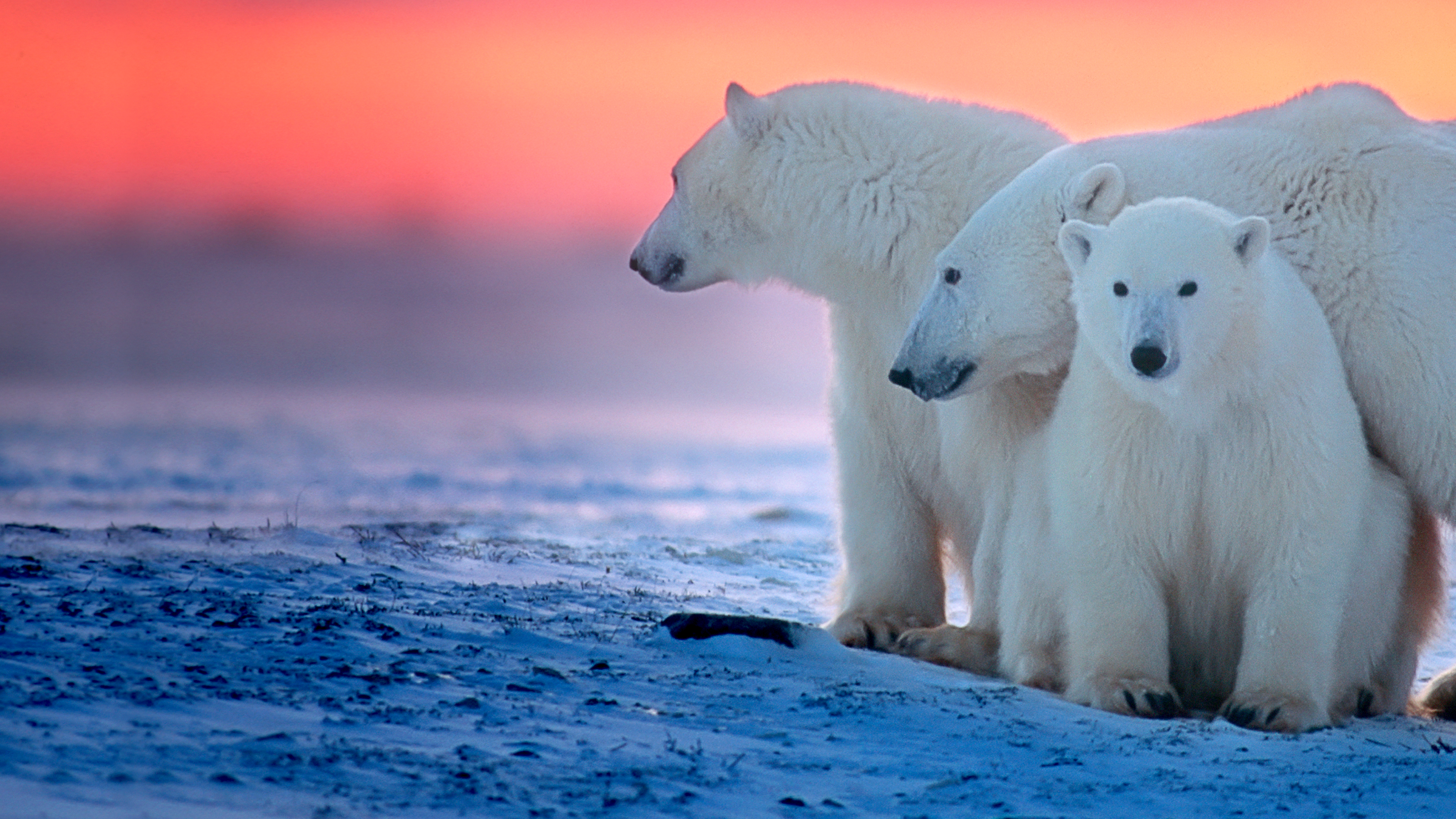 Mundo Secreto dos Ursos Polares