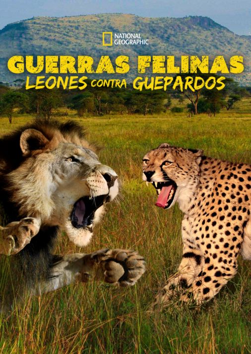 Guerras felinas: leones contra guepardos | Disney+