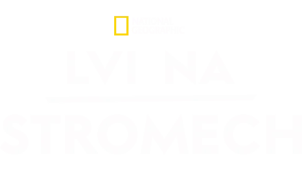 Lvi na stromech