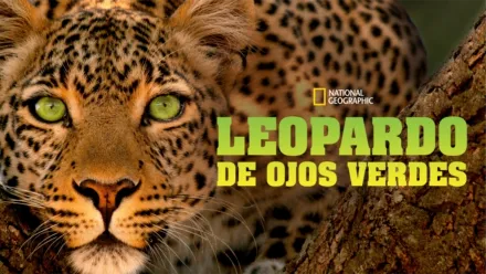 thumbnail - Leopardo de ojos verdes