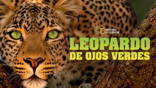 thumbnail - Leopardo de ojos verdes