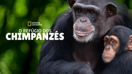 thumbnail - O Refúgio dos Chimpanzés