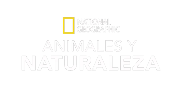 Animales y naturaleza en National Geographic Title Art Image
