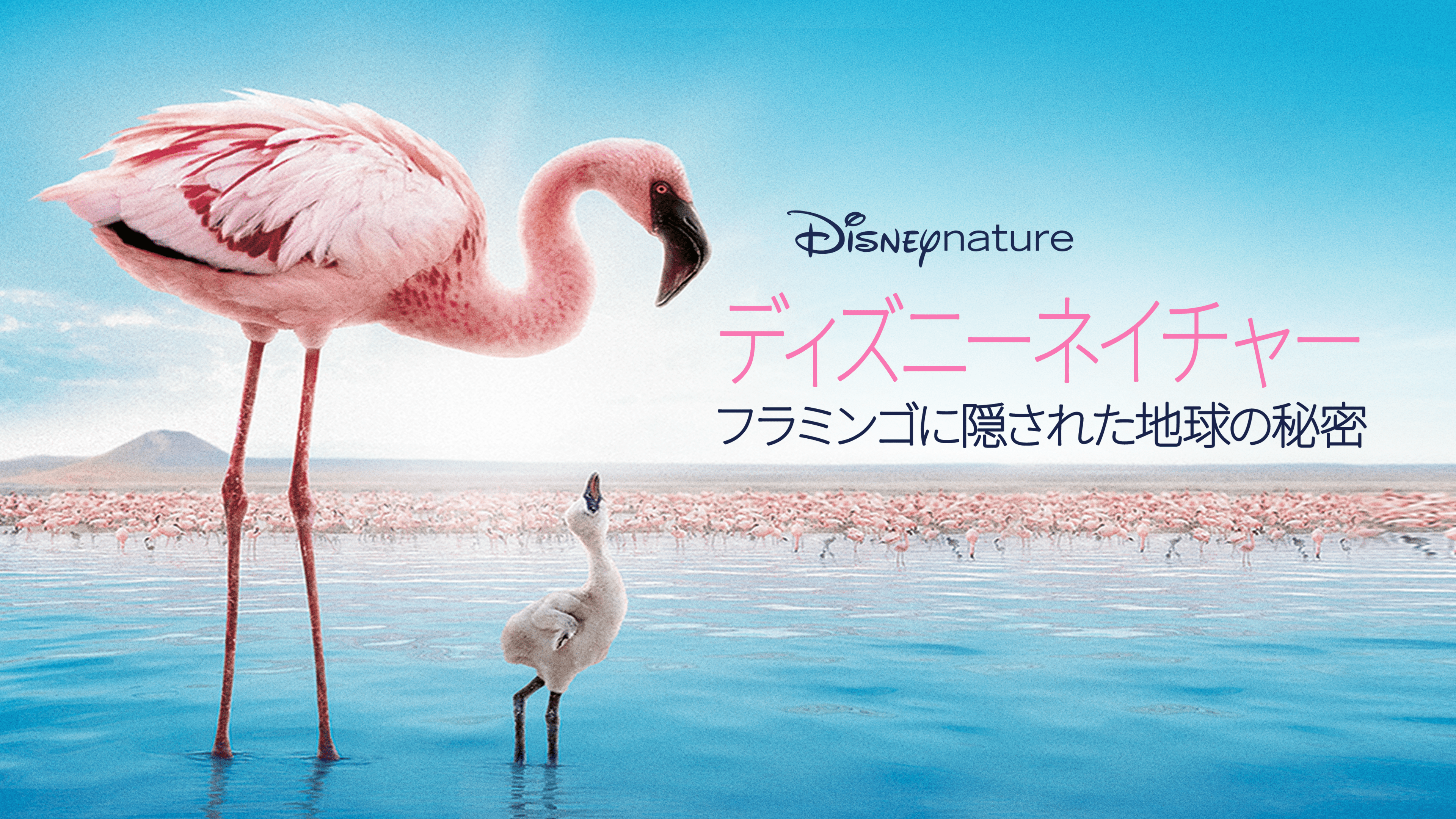 花粉がつなぐ地球のいのちを視聴 | Disney+(ディズニープラス)