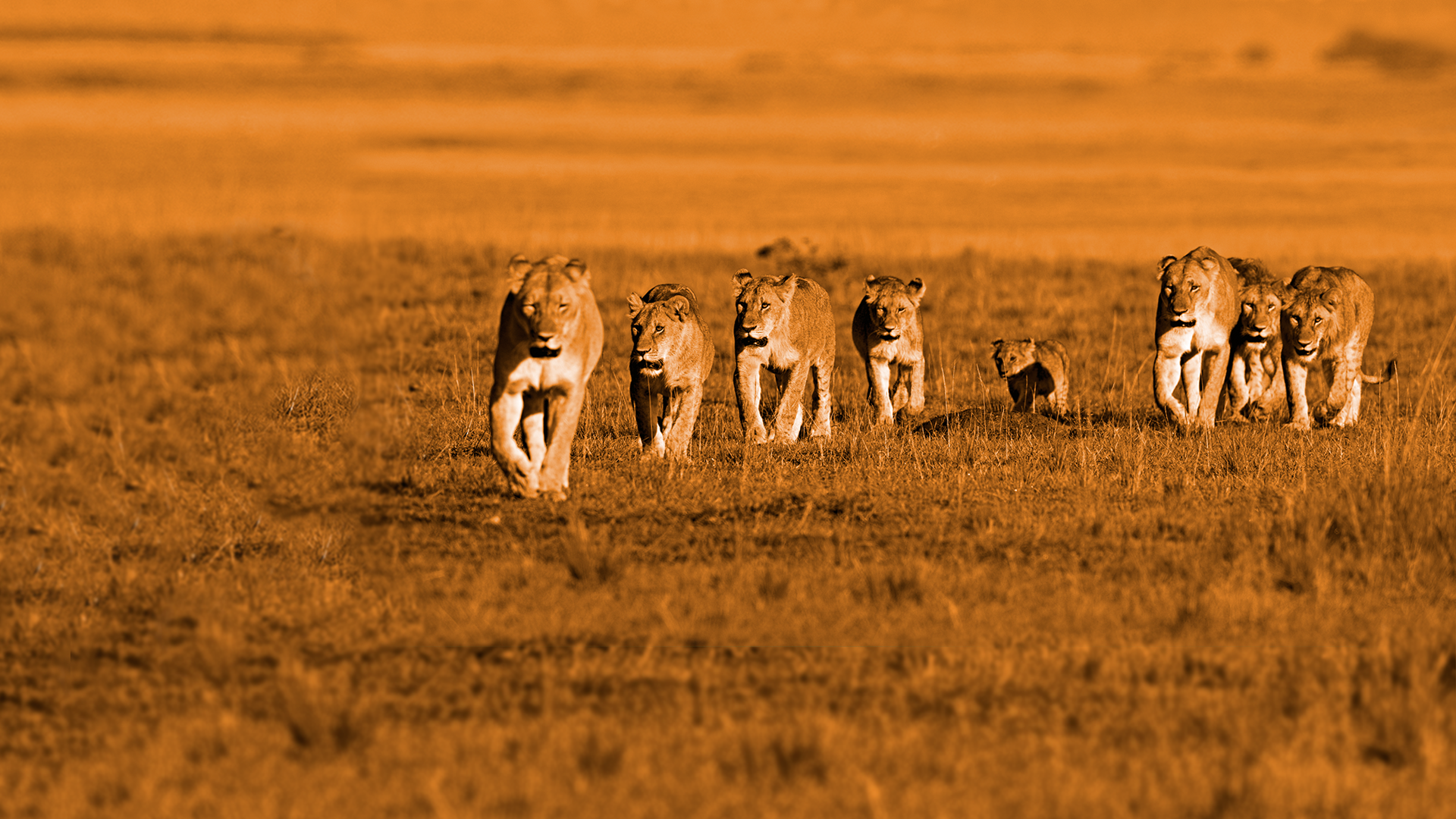 Afrikai macskák - A bátorság birodalma