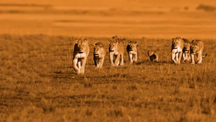 Grandes Felinos Africanos. El Reino del Coraje